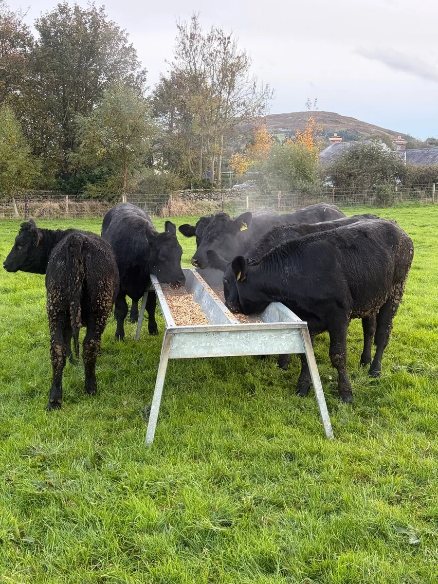 6 great value angus heifers - Image 1