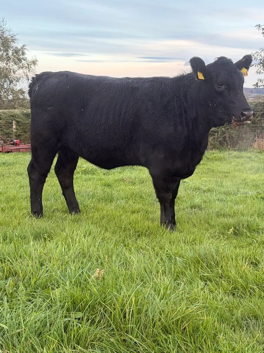 6 great value angus heifers - Image 2