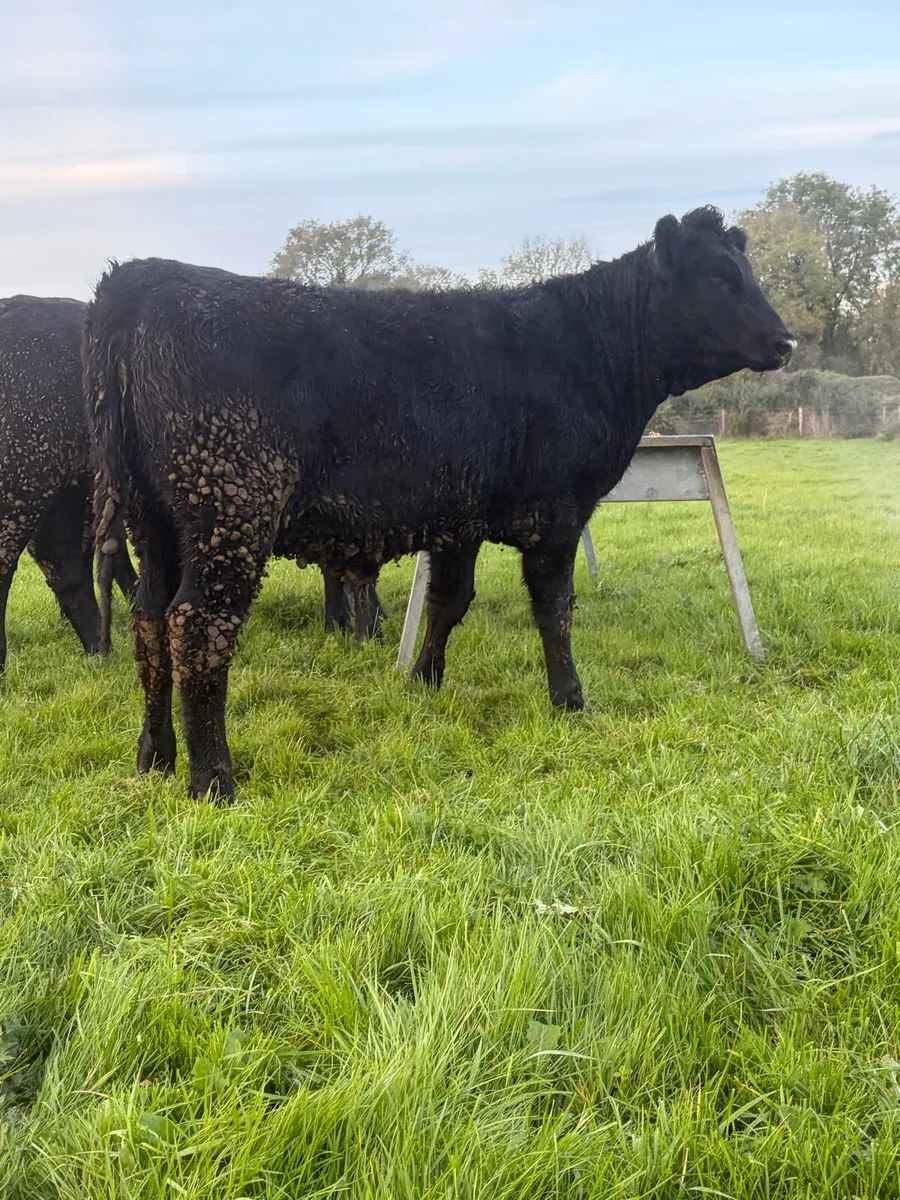 6 great value angus heifers - Image 3