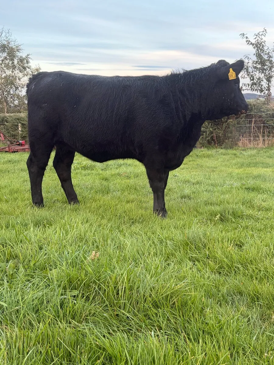 6 great value angus heifers - Image 4
