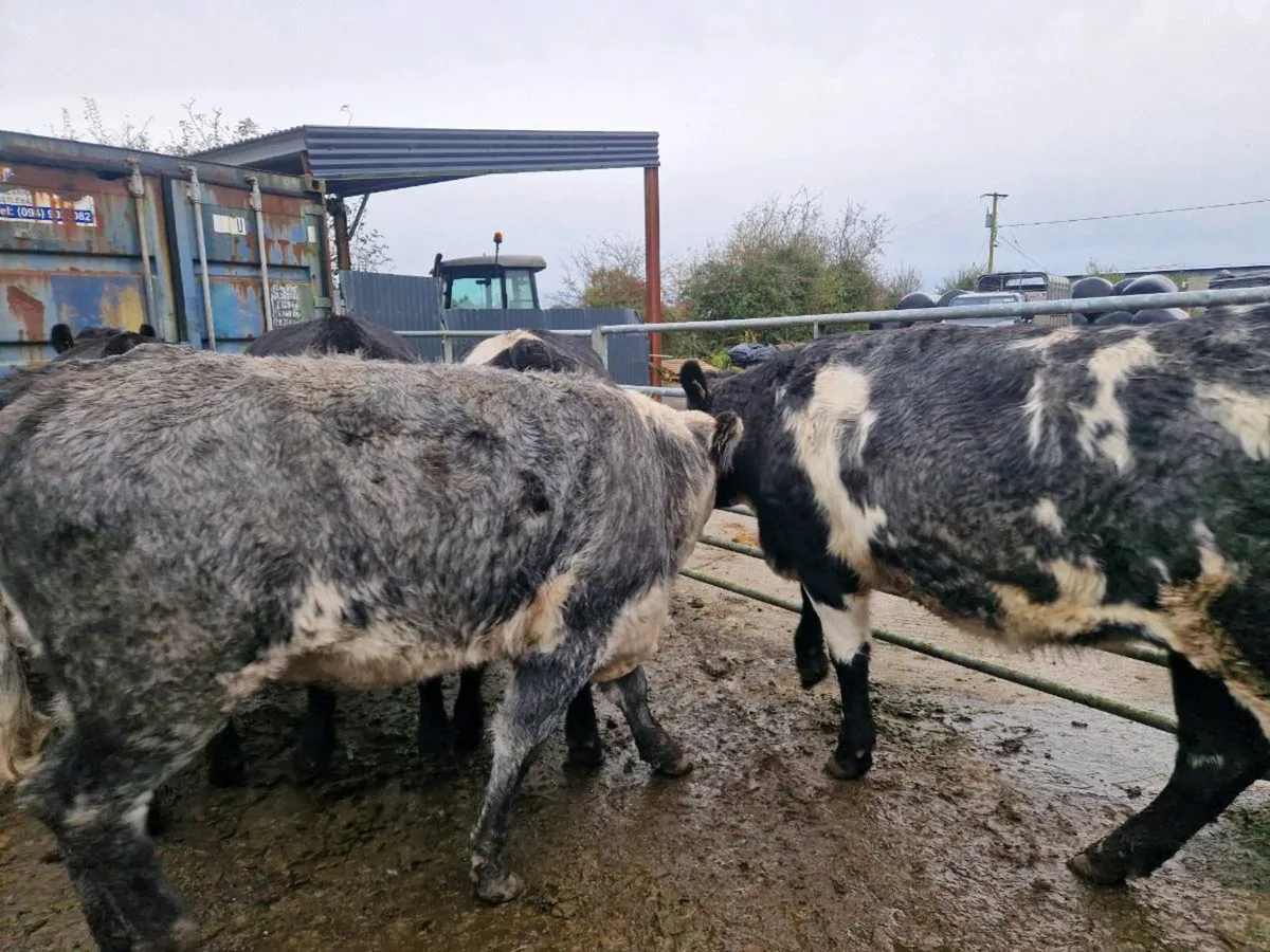 Blue Breeding Heifers - Image 1