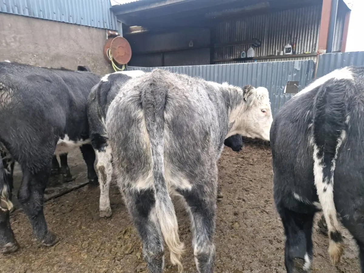 Blue Breeding Heifers - Image 2