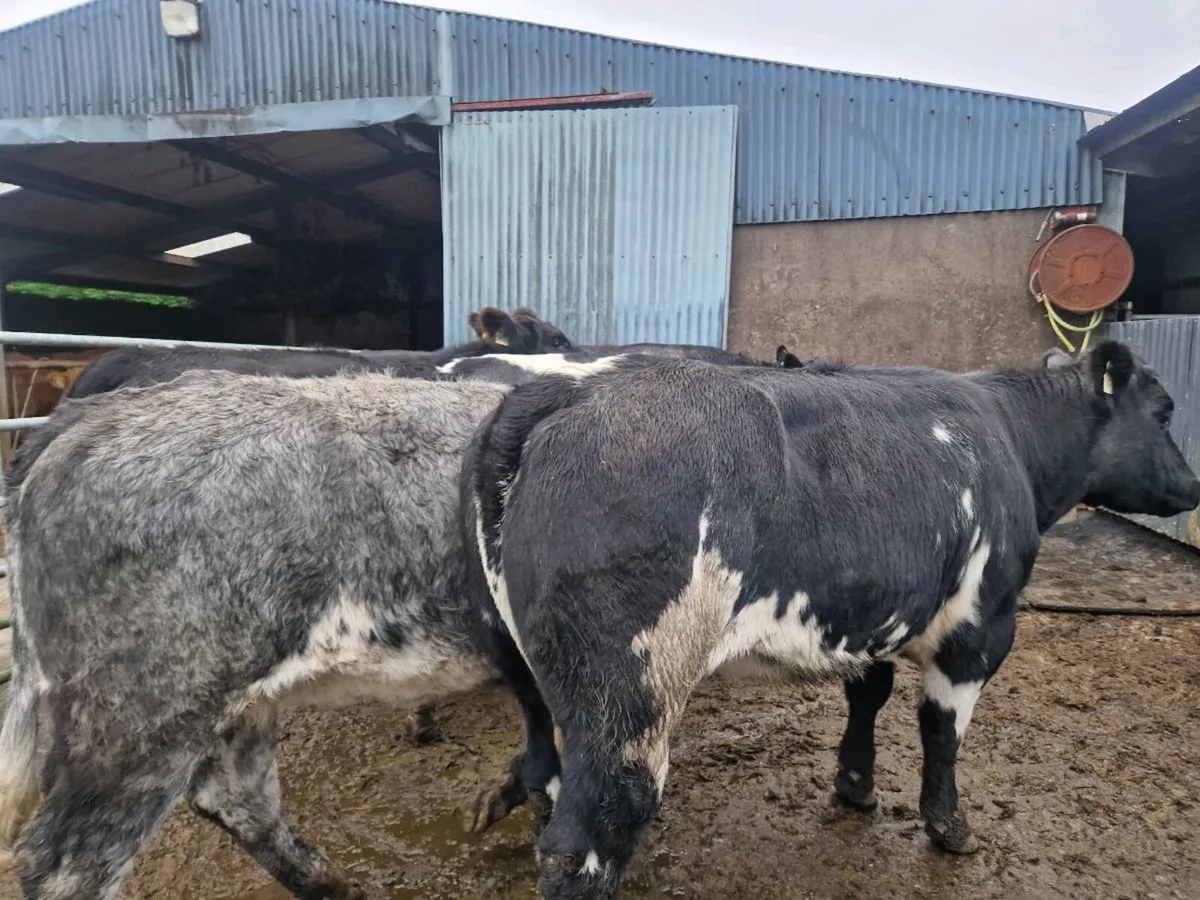 Blue Breeding Heifers - Image 3