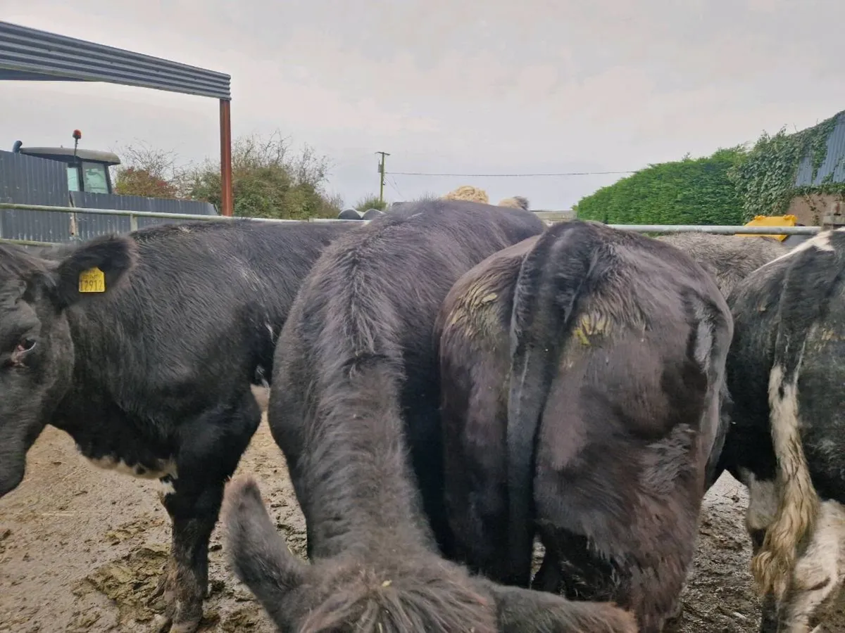 Blue Breeding Heifers - Image 4