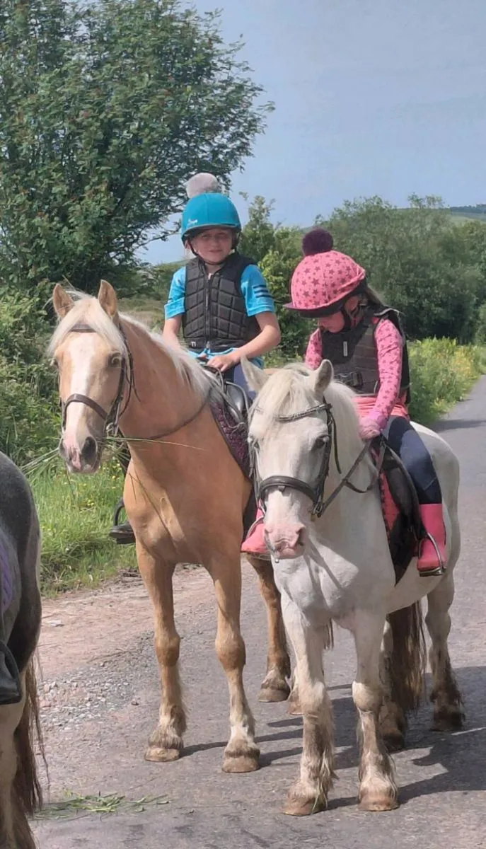 Palomino pony - Image 3