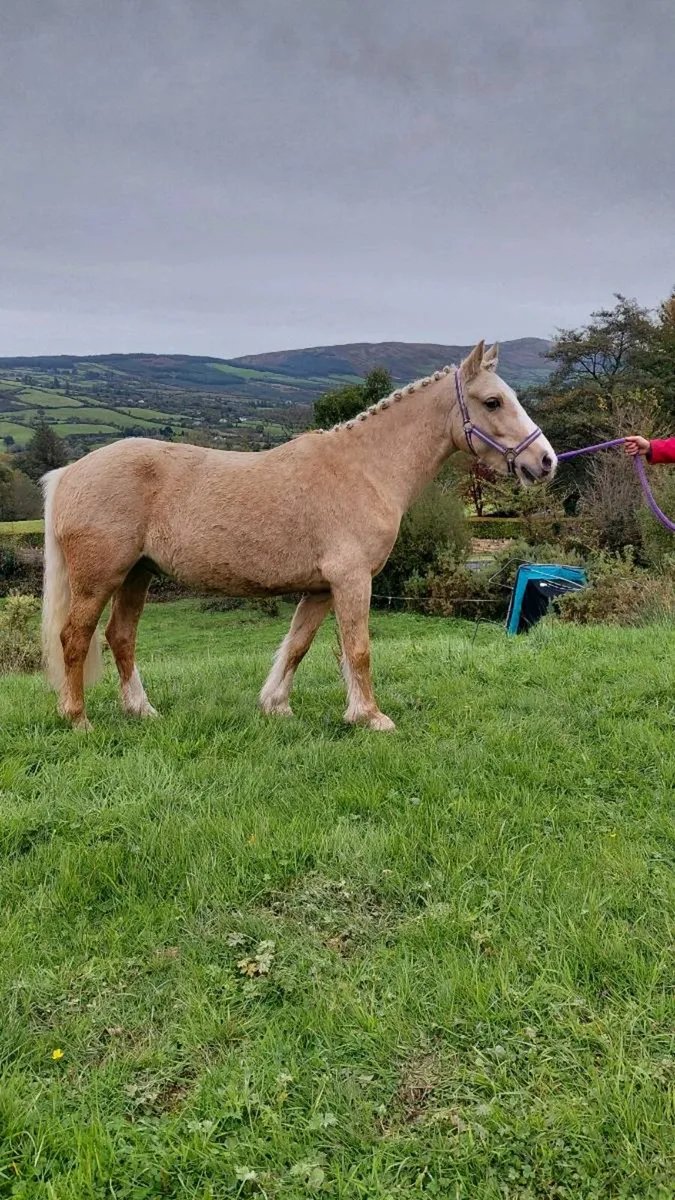Palomino pony - Image 4