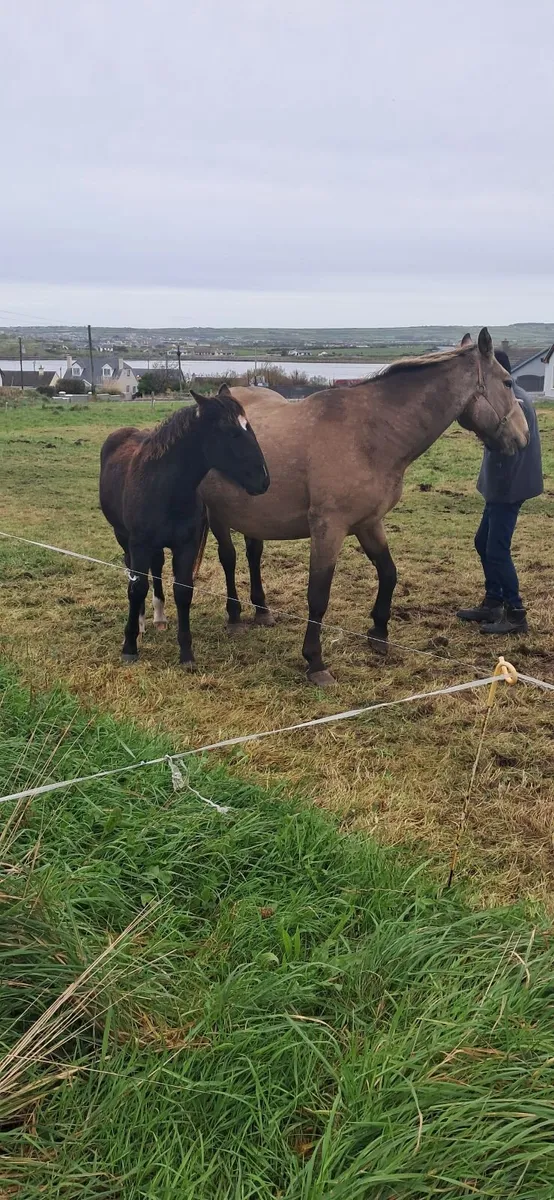 Dun mare for sale - Image 1