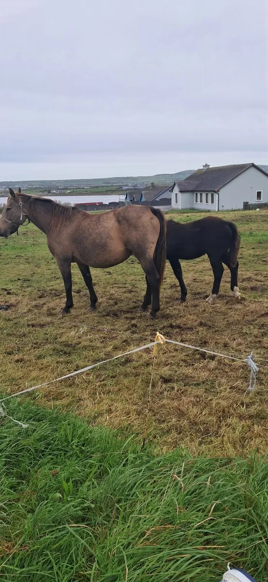 Dun mare for sale - Image 2