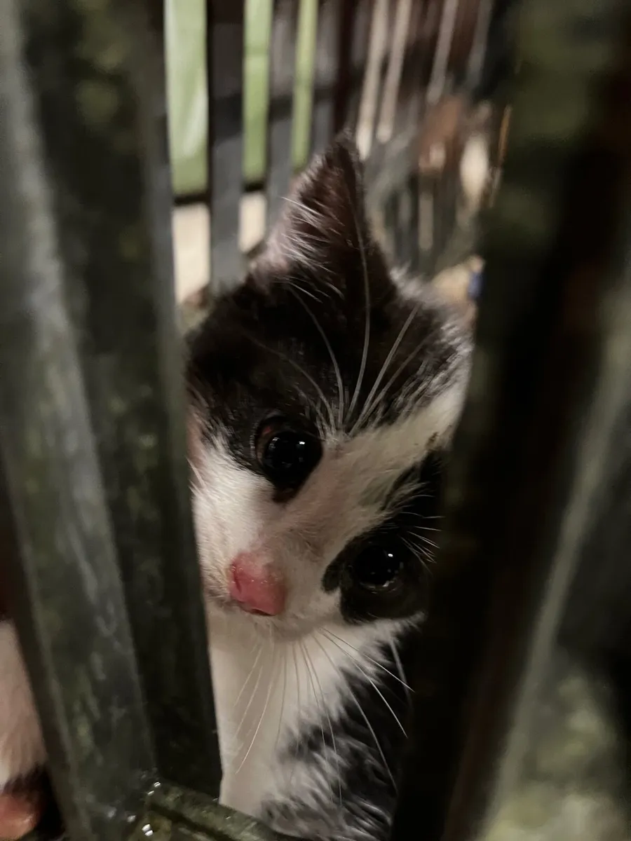 Kitten - Image 1
