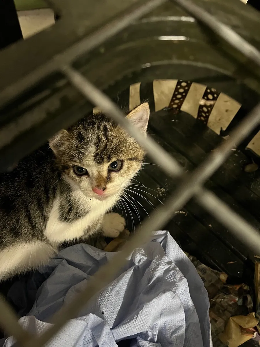 Kitten - Image 2