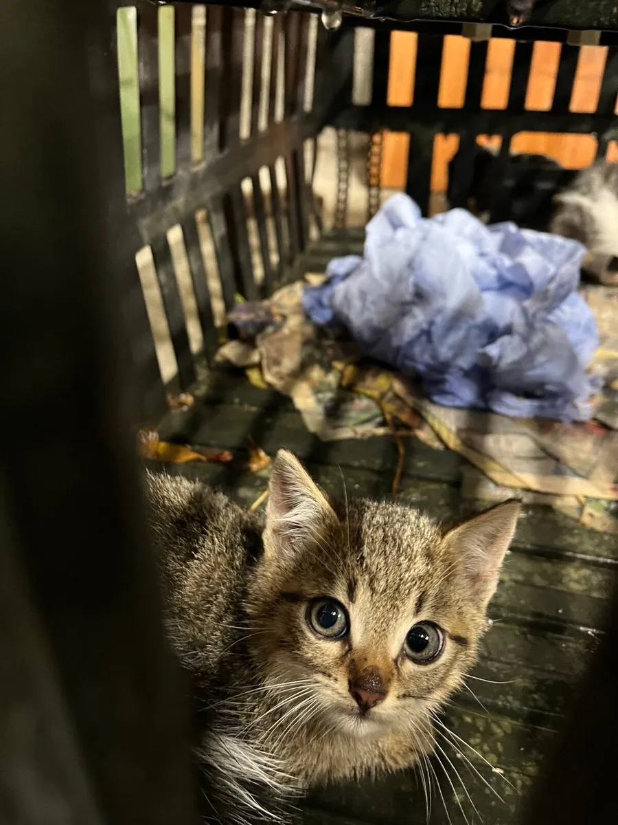 Kitten - Image 3
