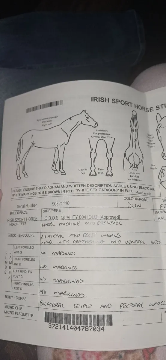 Dun mare for sale - Image 4