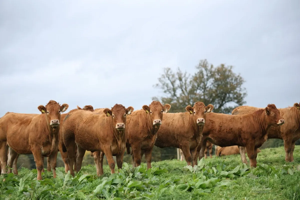 Grangecon Limousin Dispersal - Image 1