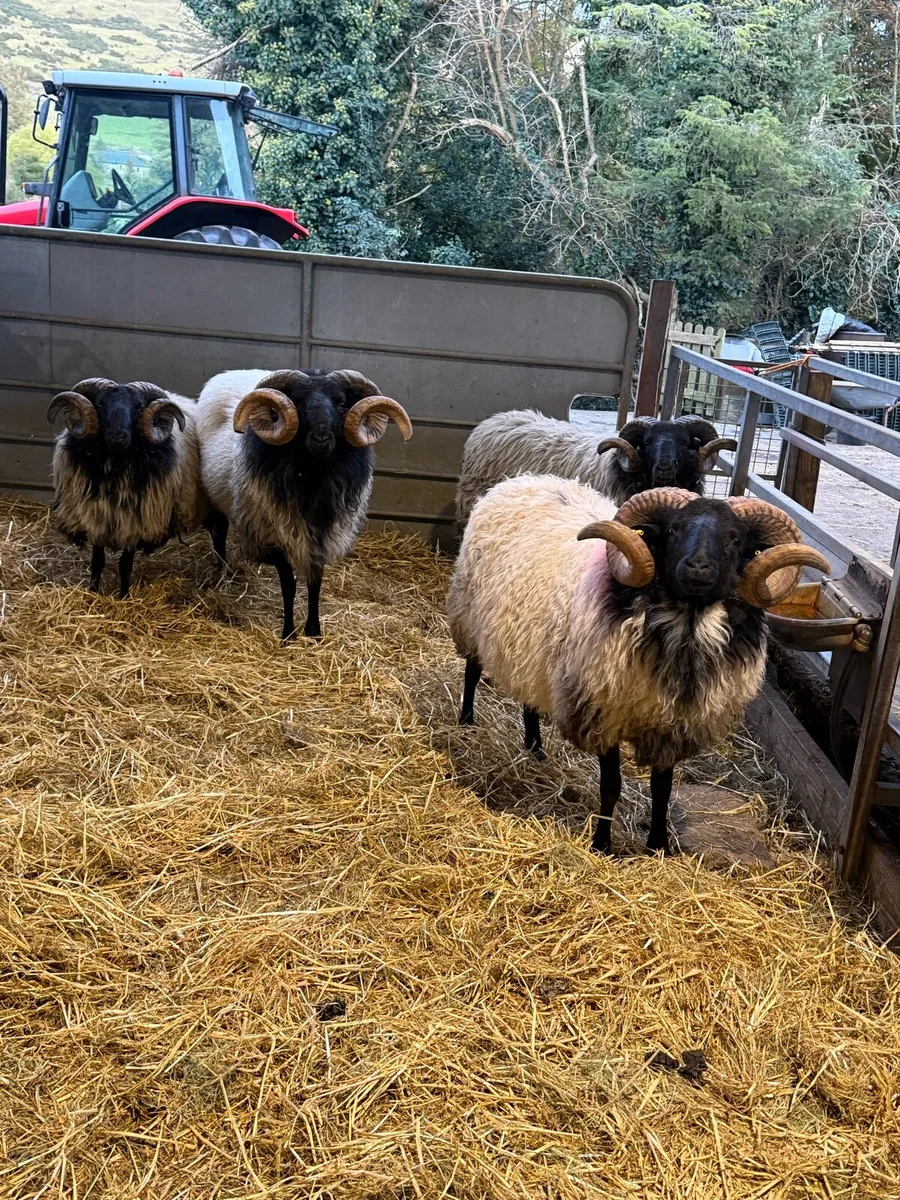 Connemara-Mayo Blackface Rams - Image 1