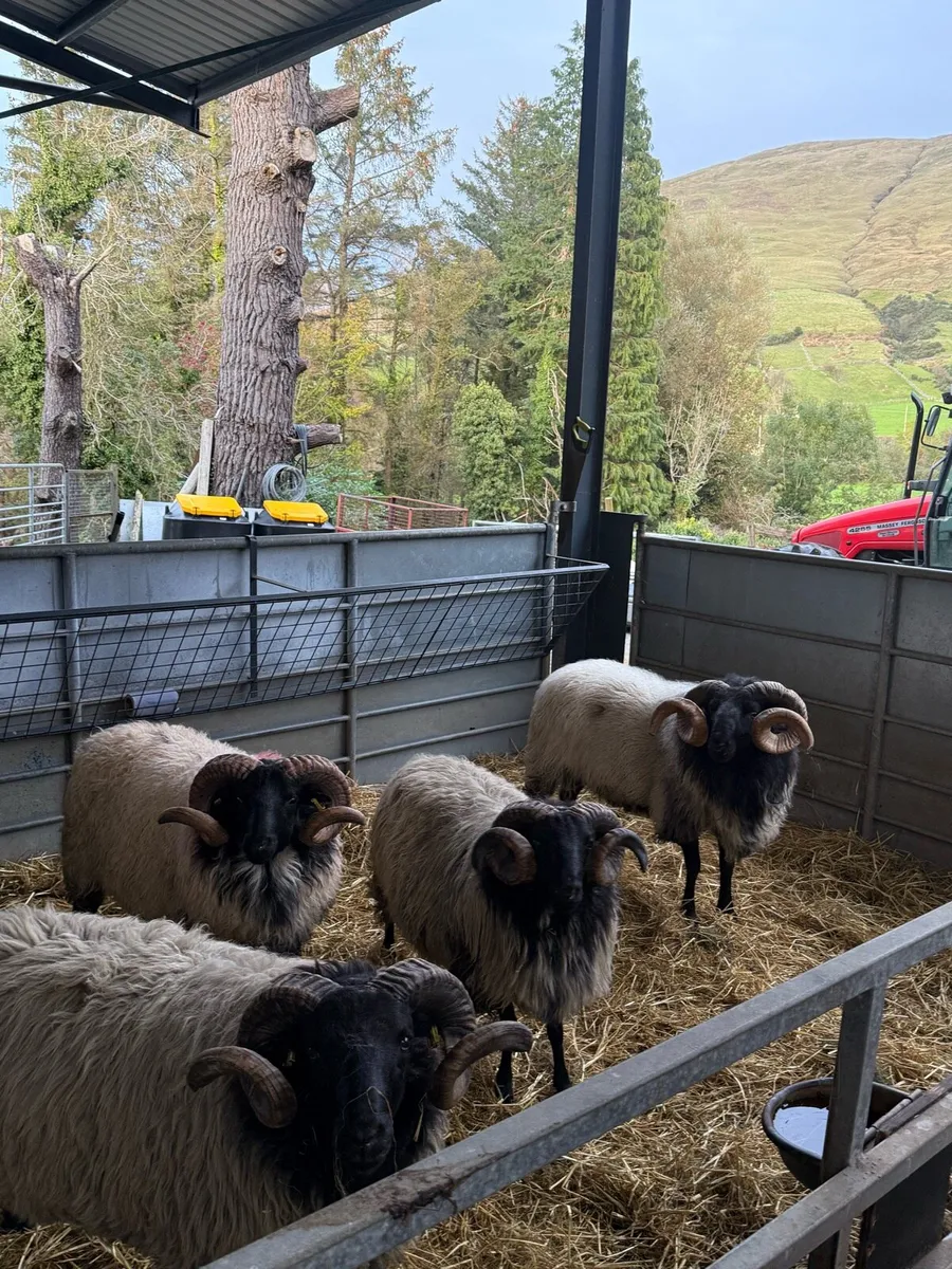 Connemara-Mayo Blackface Rams - Image 2