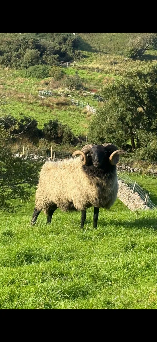 Connemara-Mayo Blackface Rams - Image 3