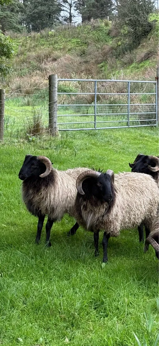 Connemara-Mayo Blackface Rams - Image 4