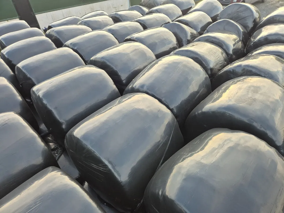 Round baled silage - Image 1