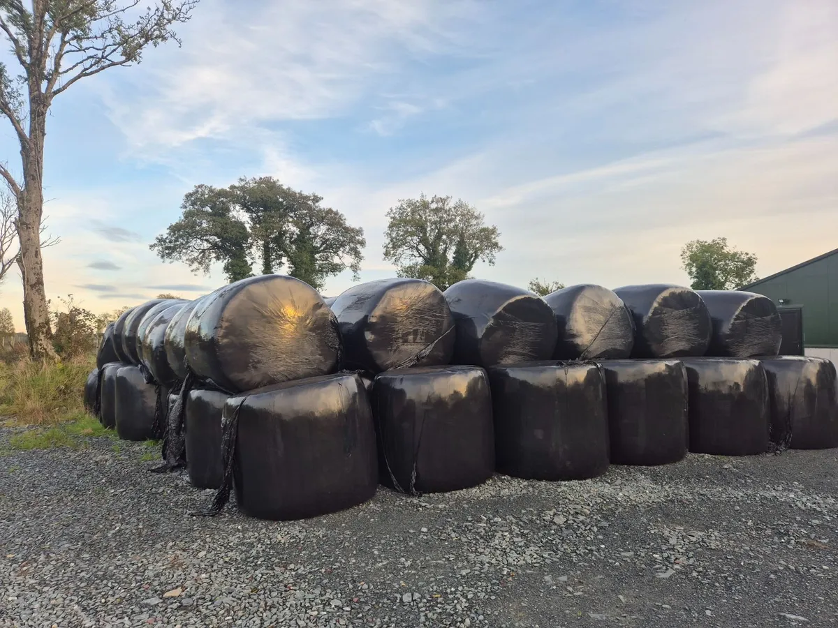 Round baled silage - Image 2