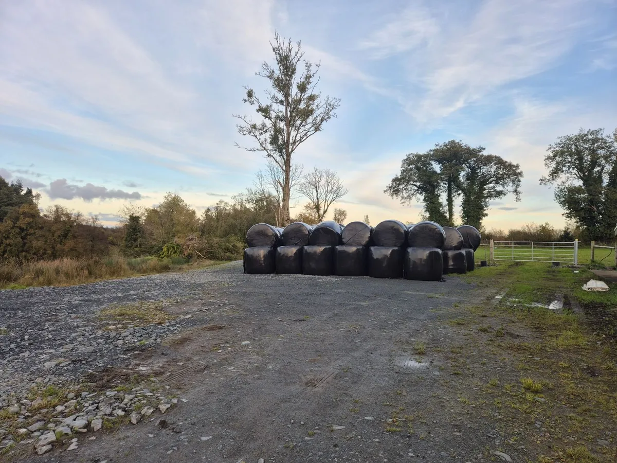Round baled silage - Image 3