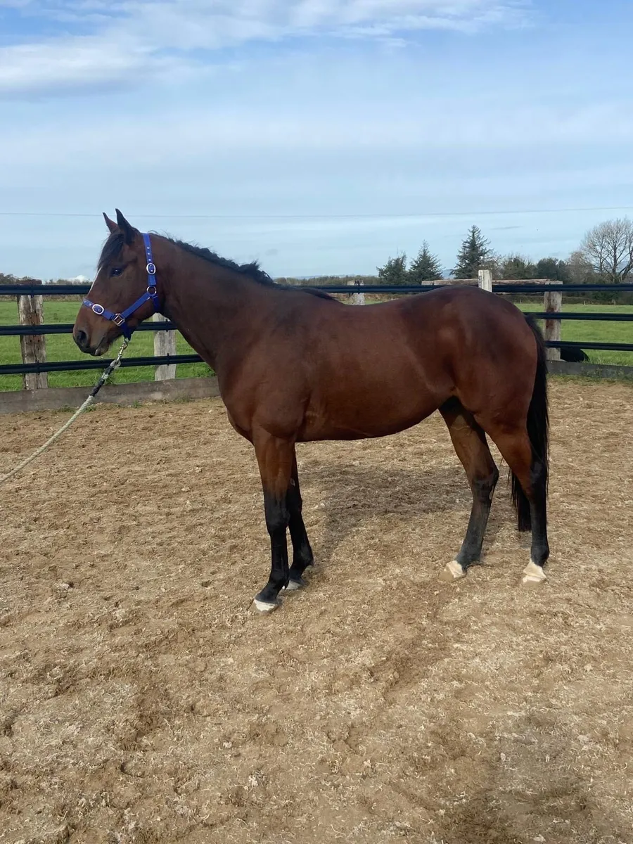 3Y0 Cruising Encore Gelding - Image 1
