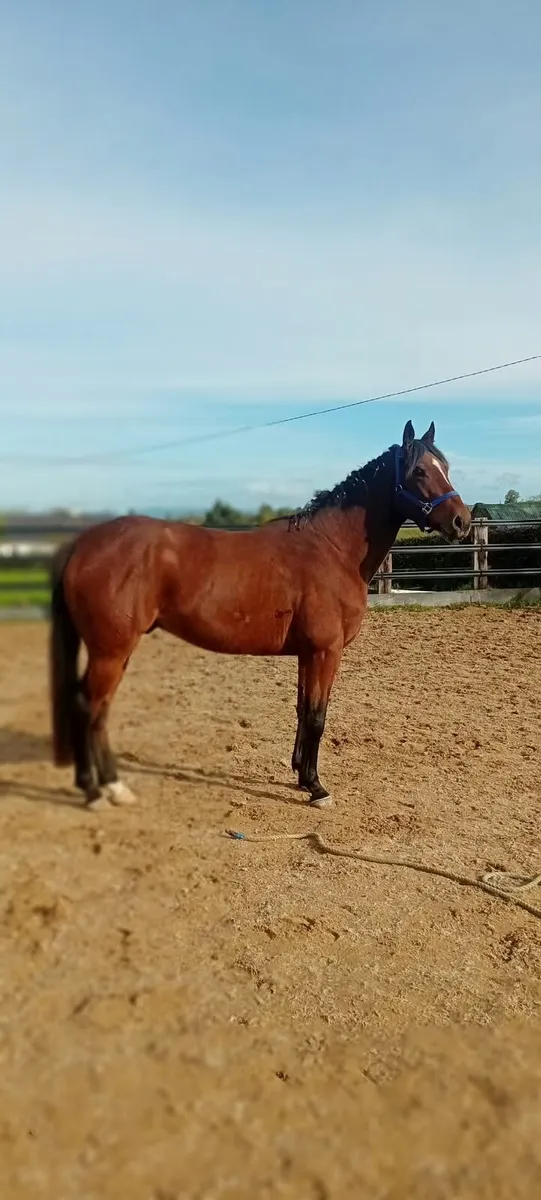 3Y0 Cruising Encore Gelding - Image 2