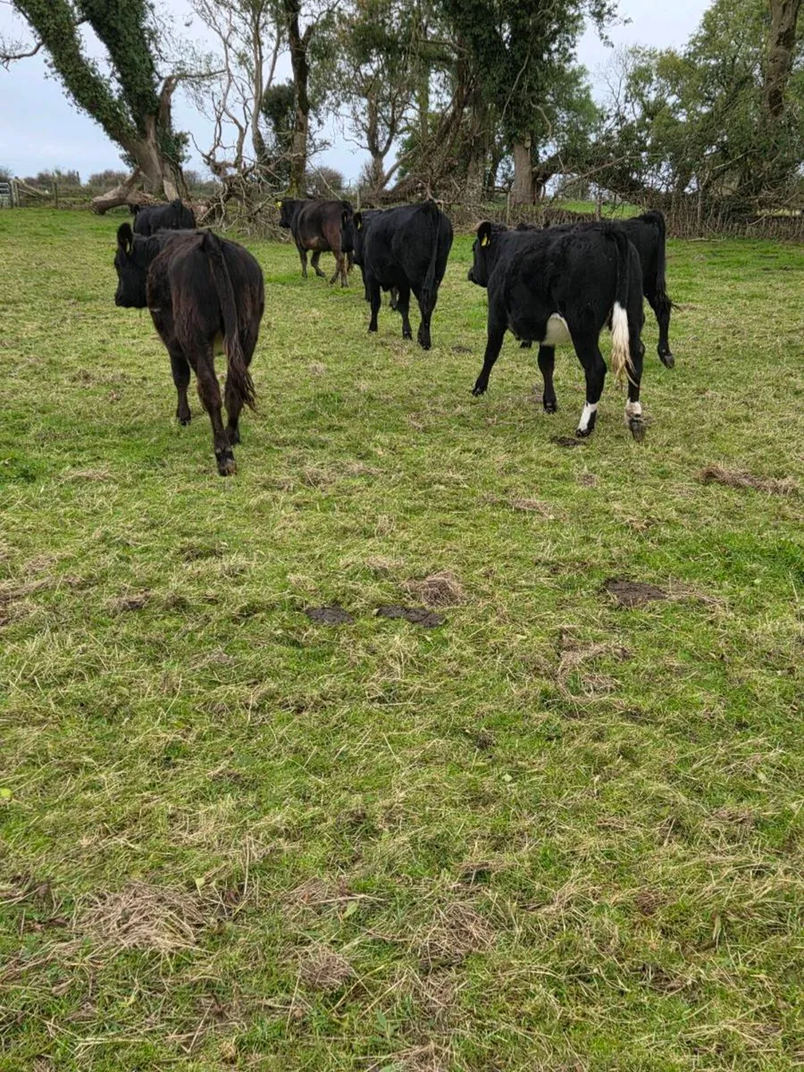 Heifers - Image 3