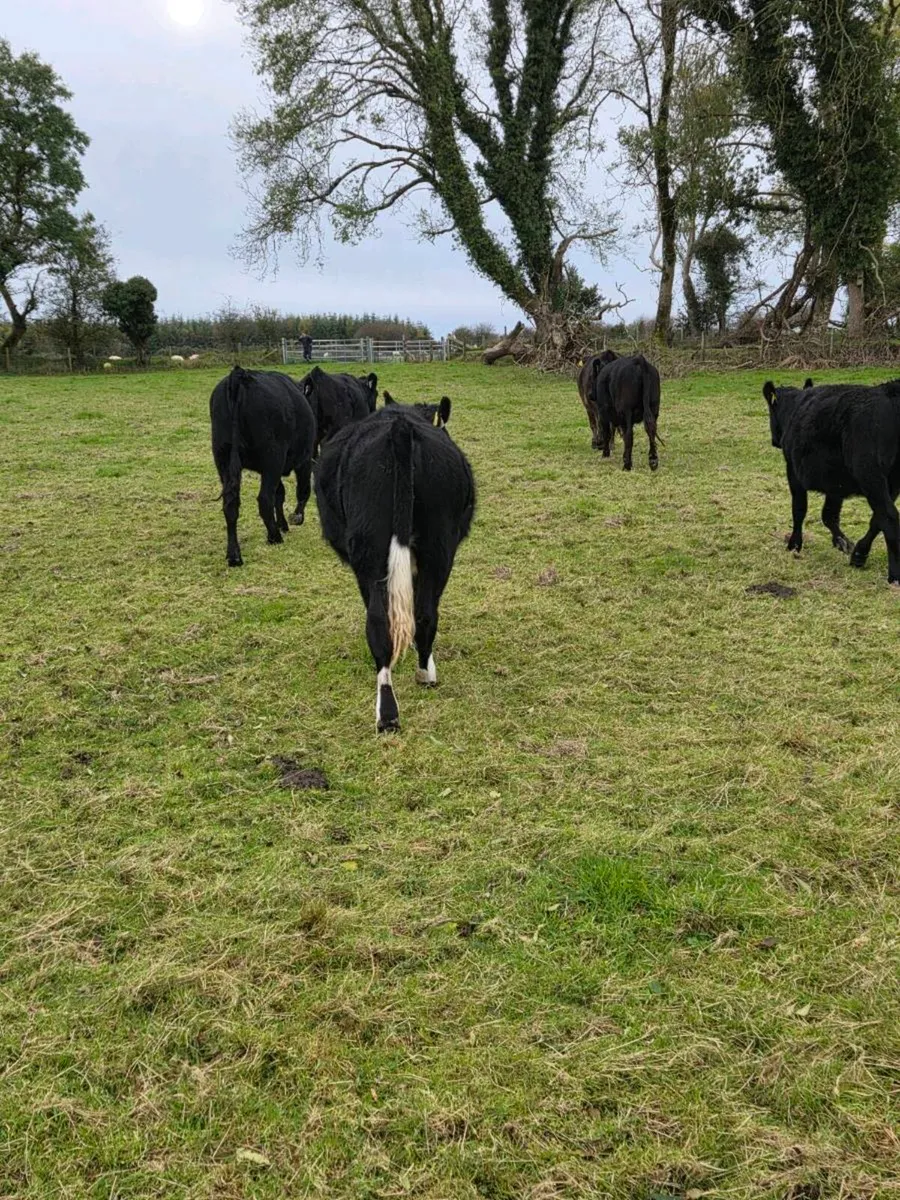 Heifers - Image 4
