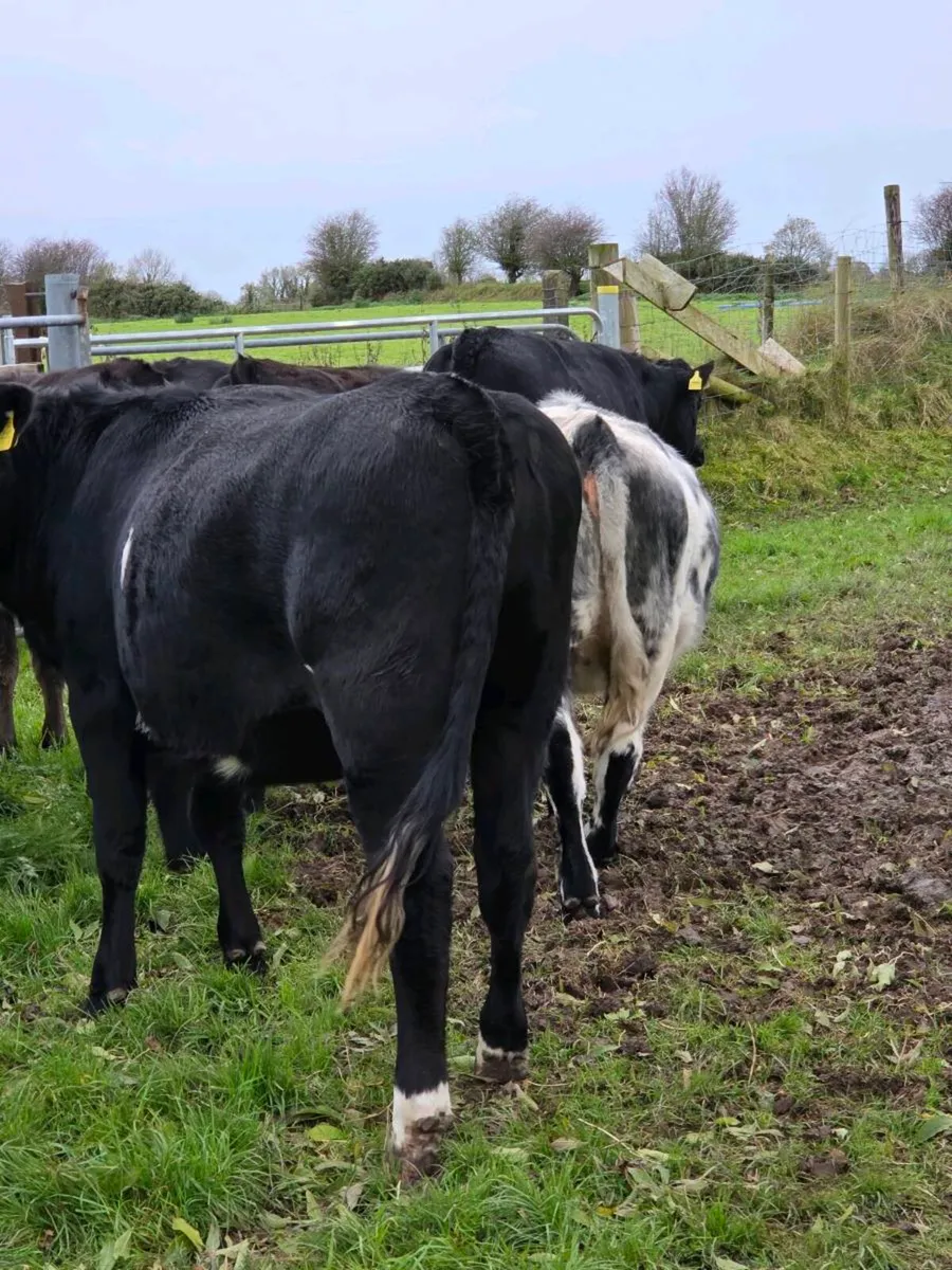Heifers - Image 2