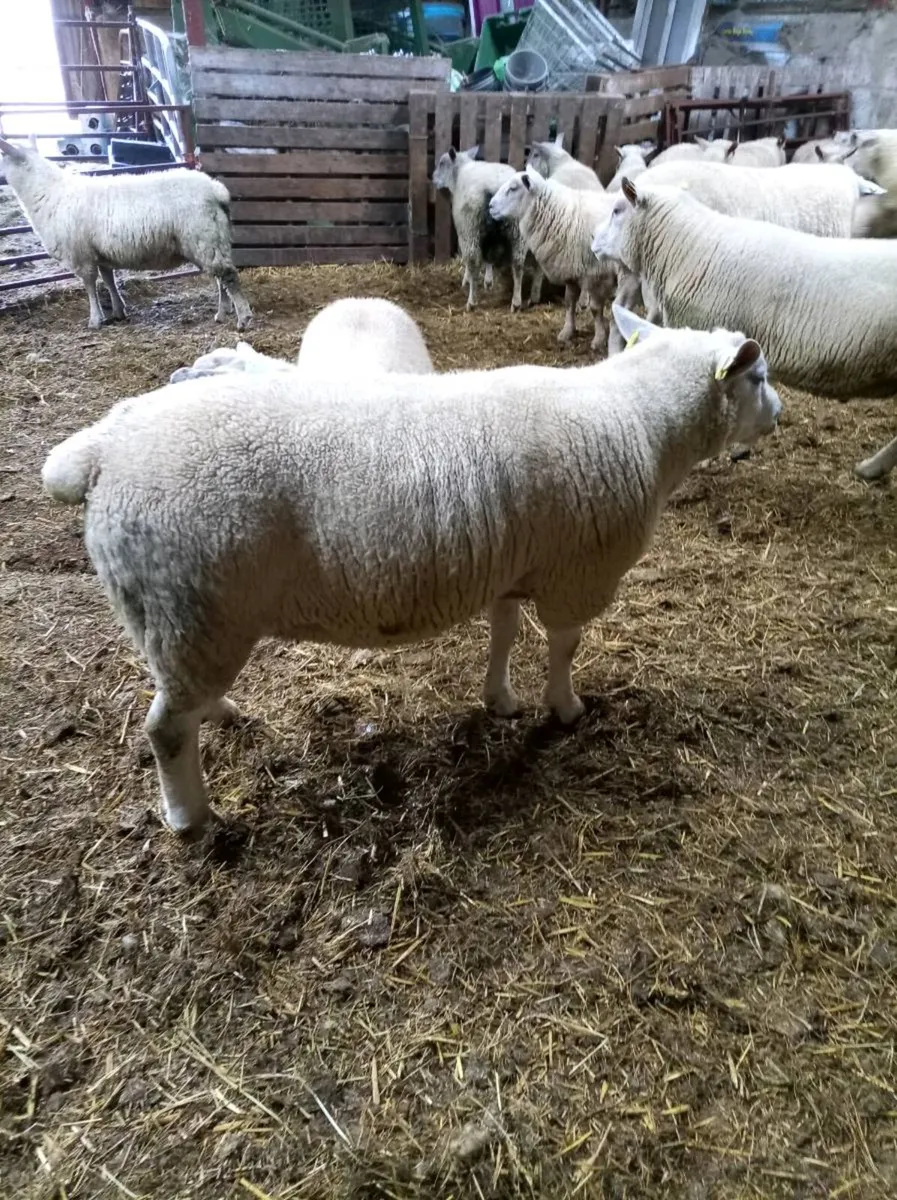 Chartex hogget Ram - Image 2