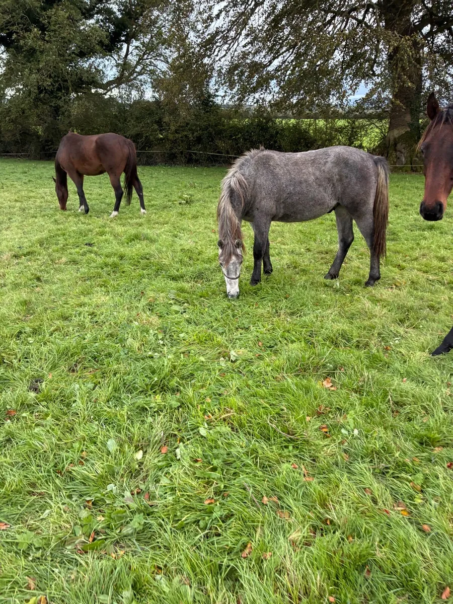 Yearling Conemara colt - Image 1