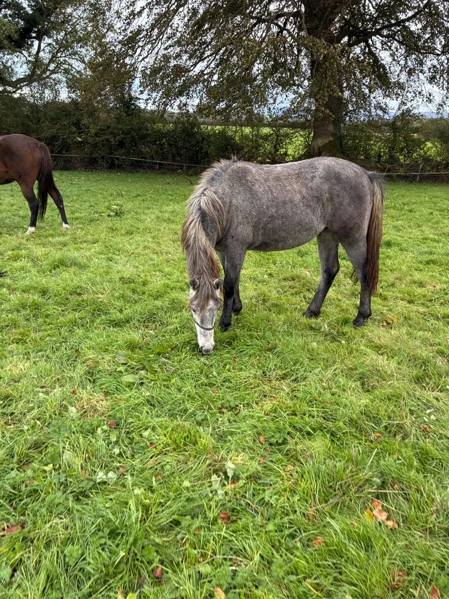 Yearling Conemara colt - Image 2