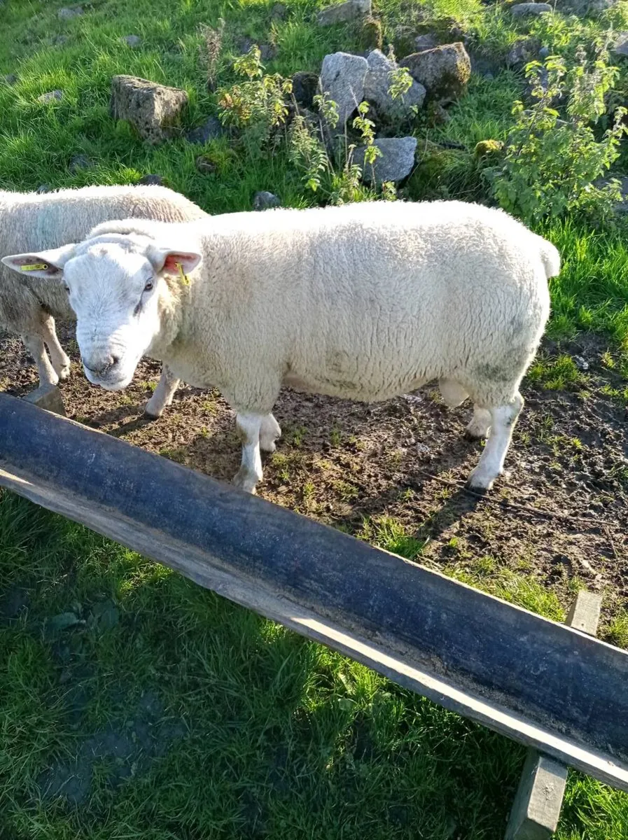 Chartex hogget Ram - Image 3