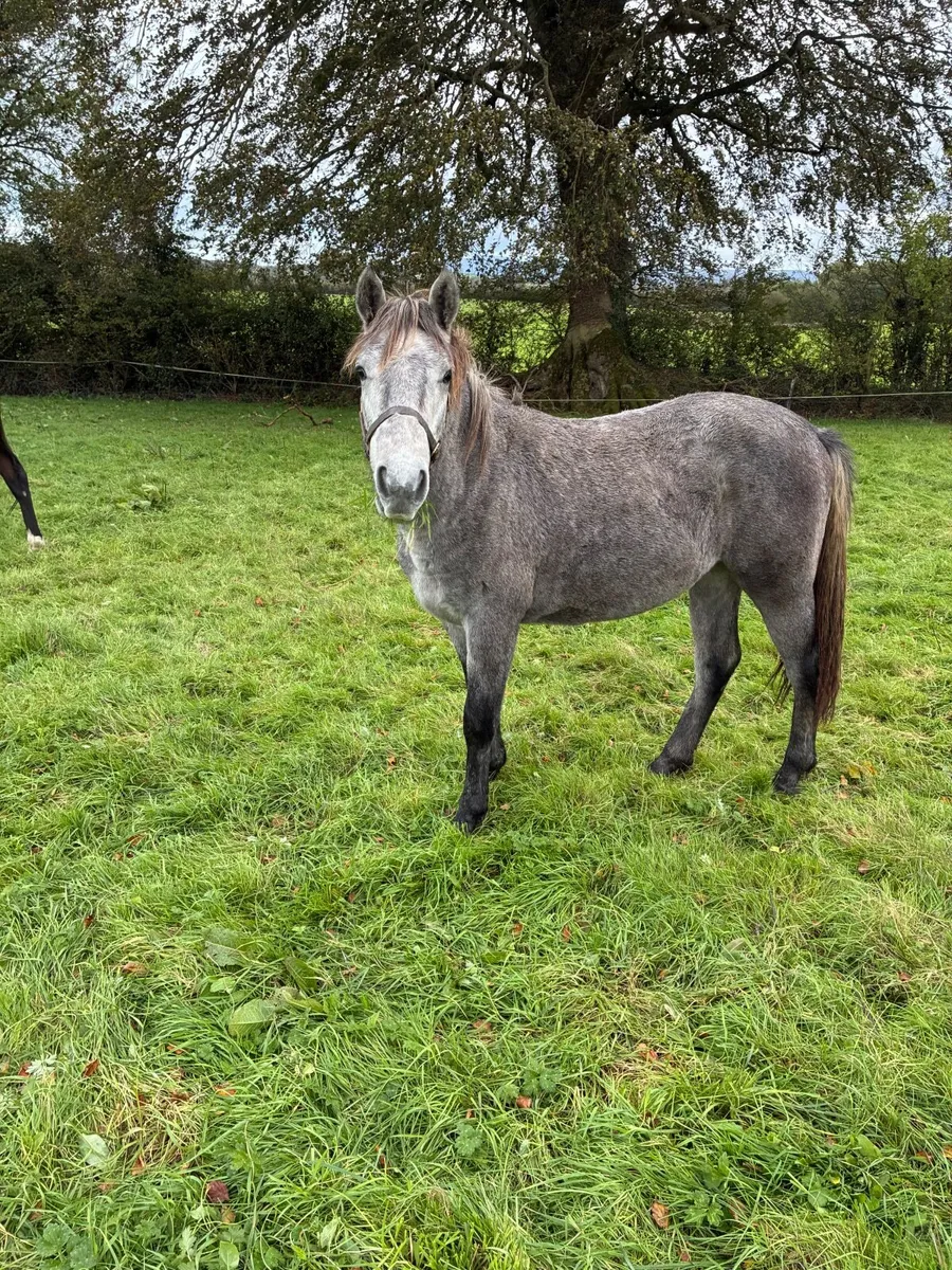 Yearling Conemara colt - Image 3
