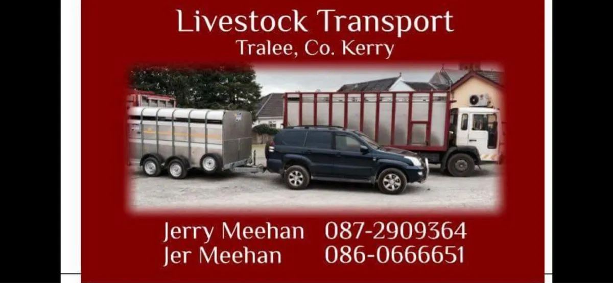 Connemara Pony Sales Clifden Transport - Image 1