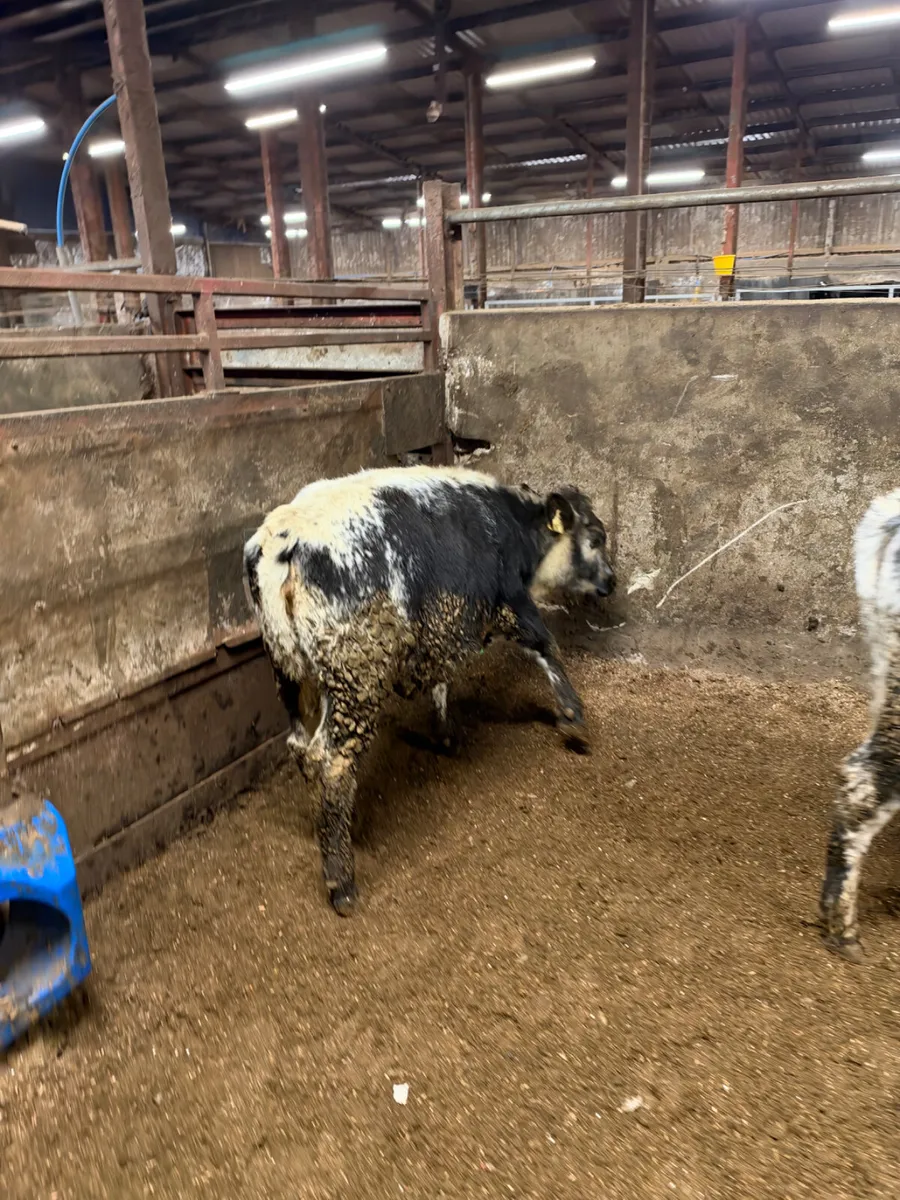 Speckle park heifers - Image 3