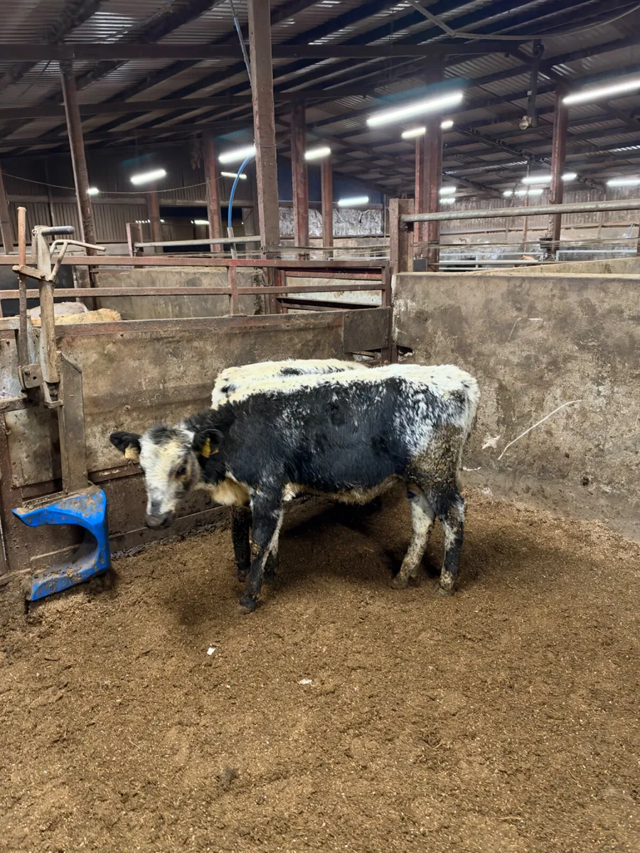 Speckle park heifers - Image 2