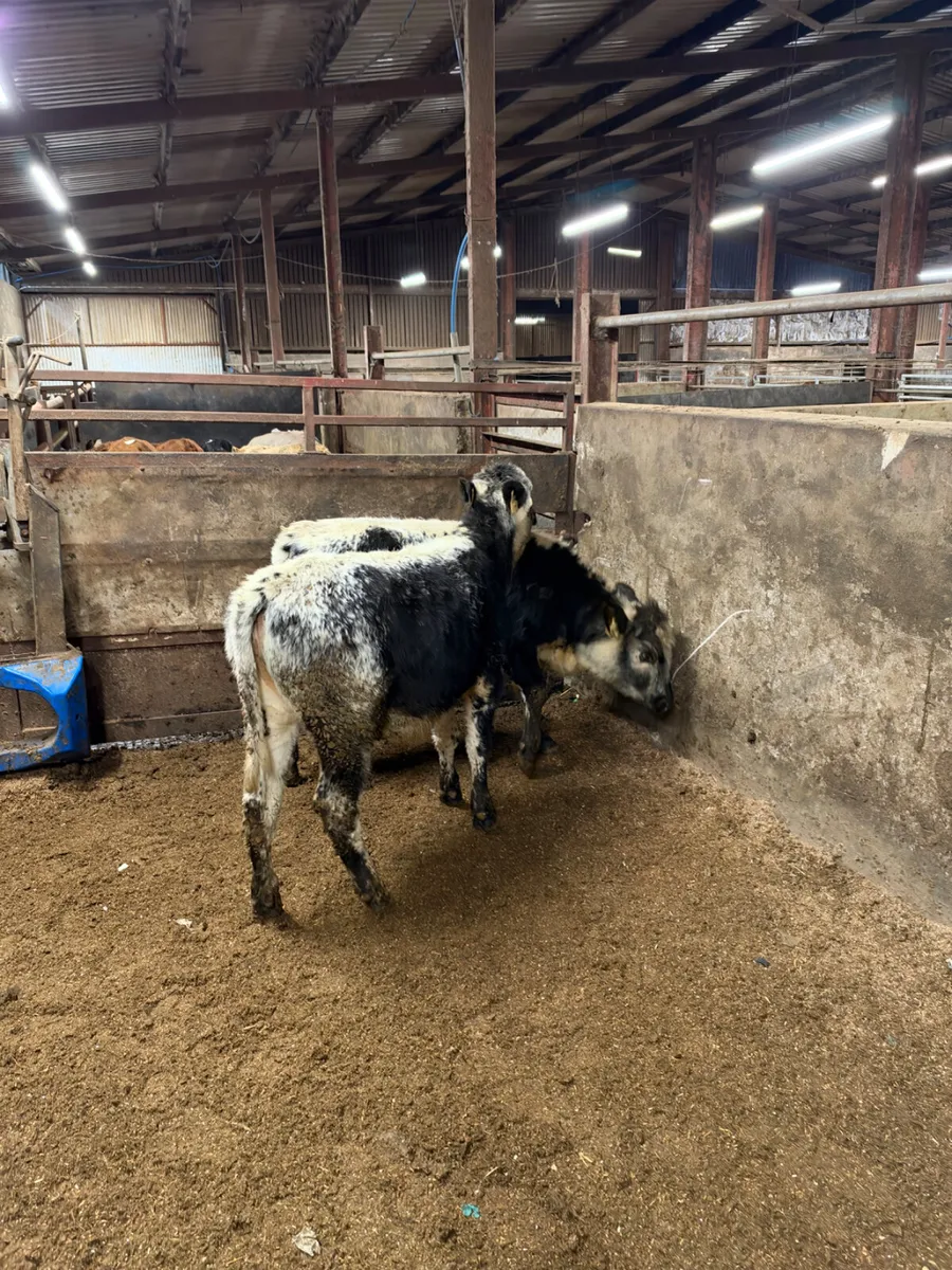 Speckle park heifers - Image 1