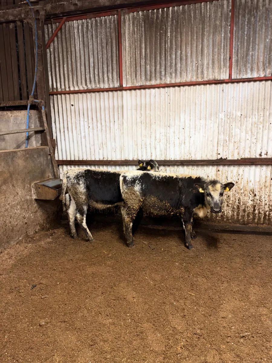 Speckle park heifers - Image 4
