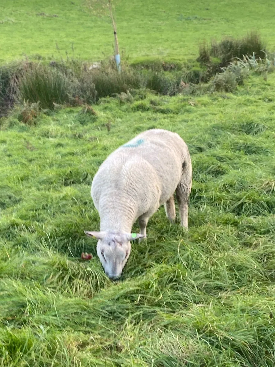 Ram - Image 3