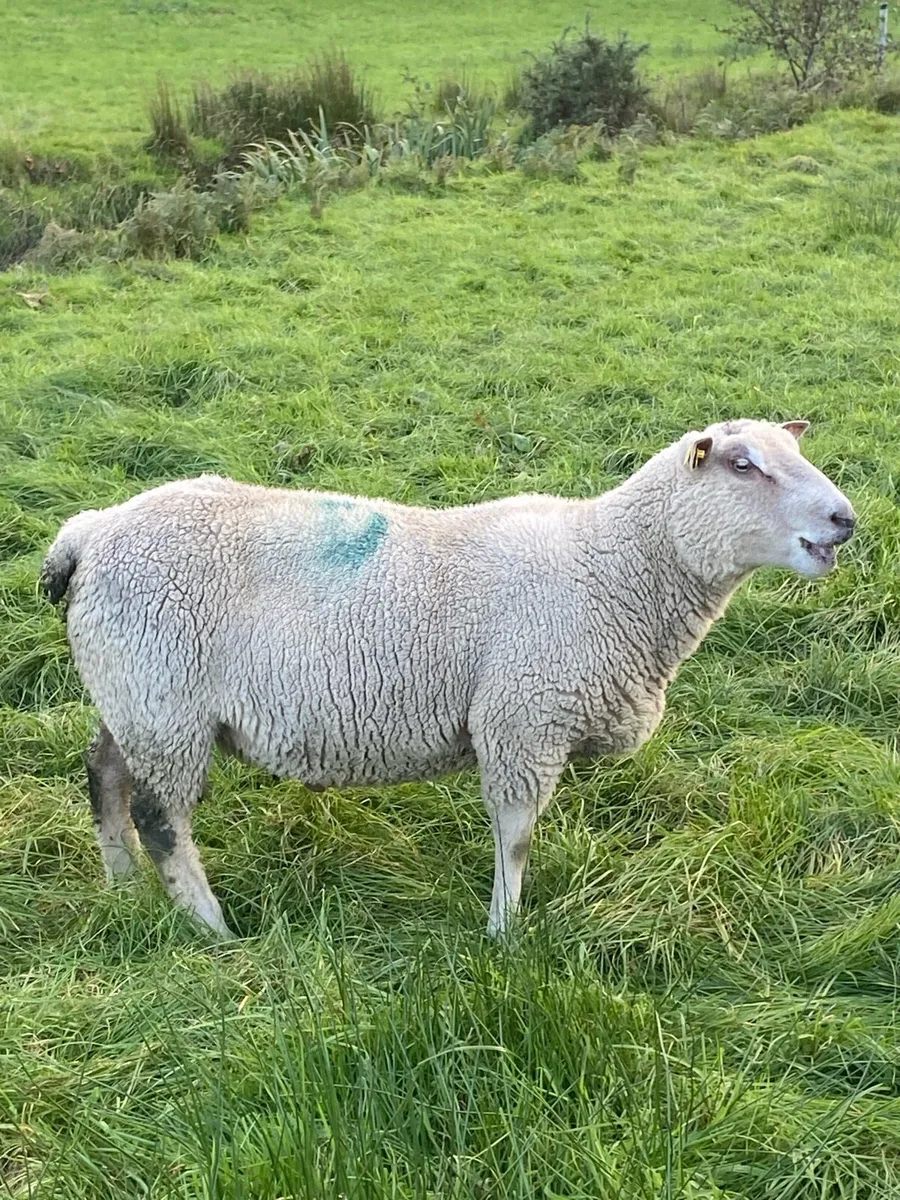 Ram - Image 1