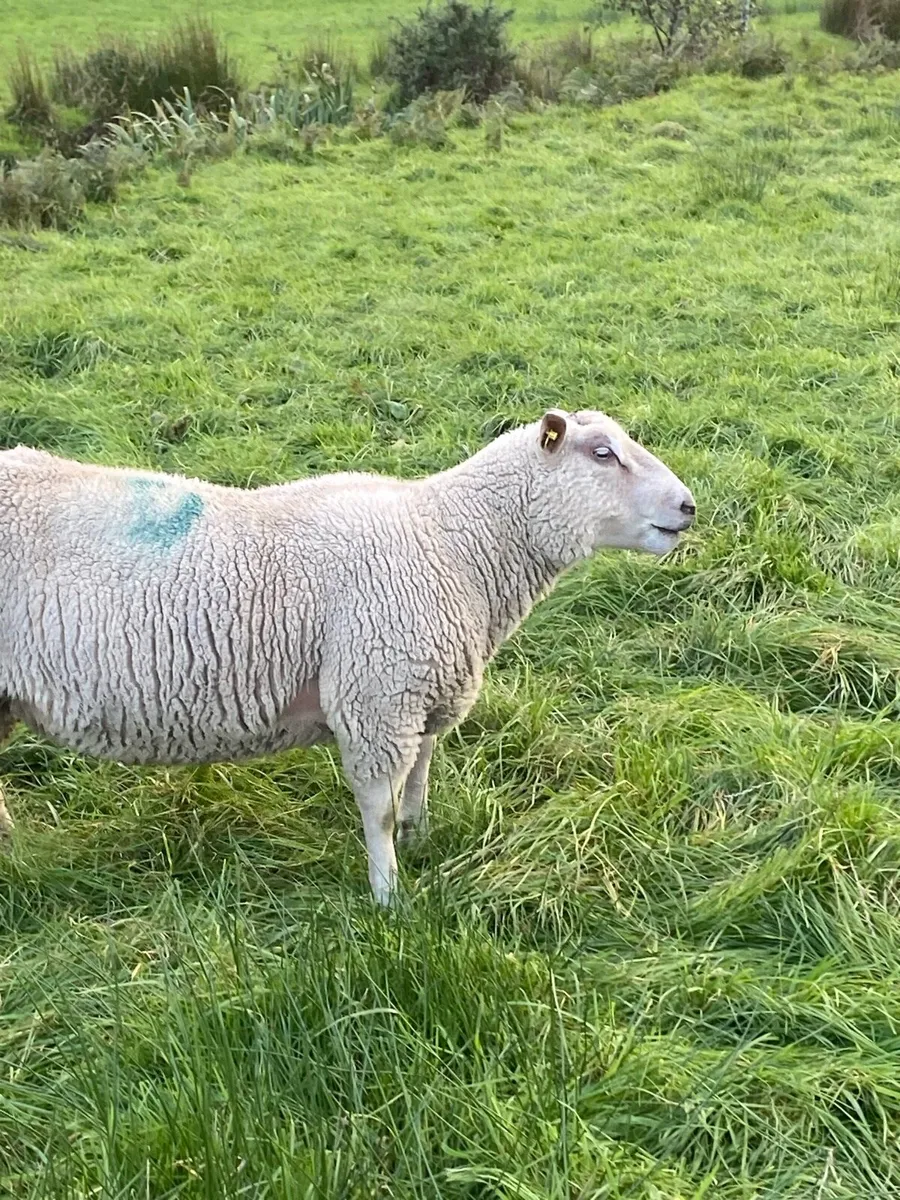 Ram - Image 2