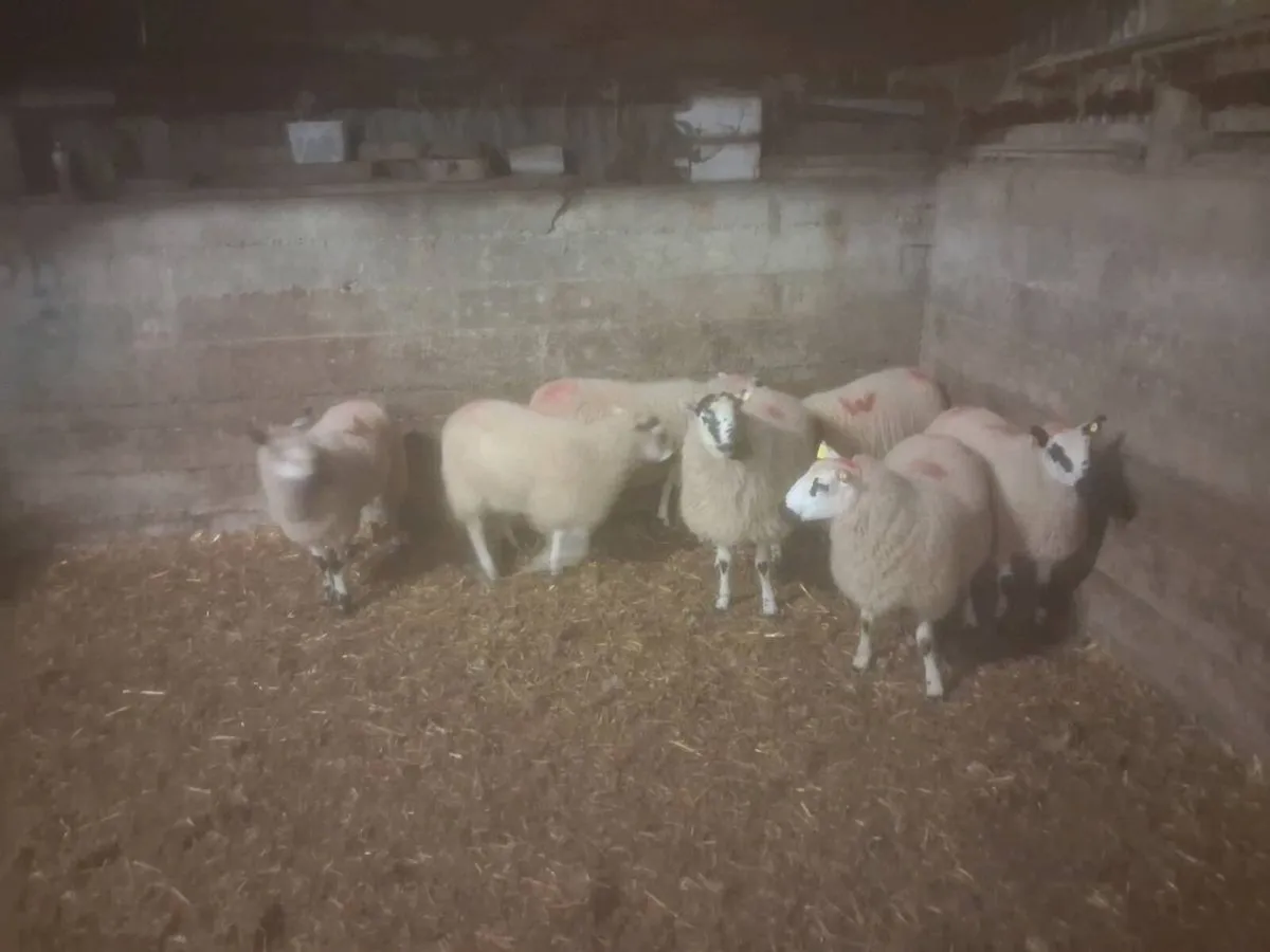 Ewe lambs - Image 2