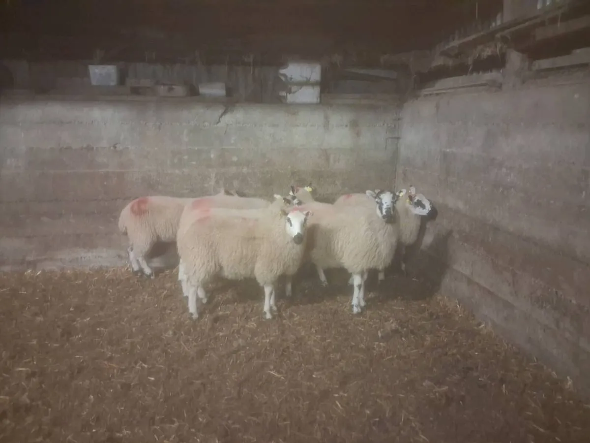 Ewe lambs - Image 3