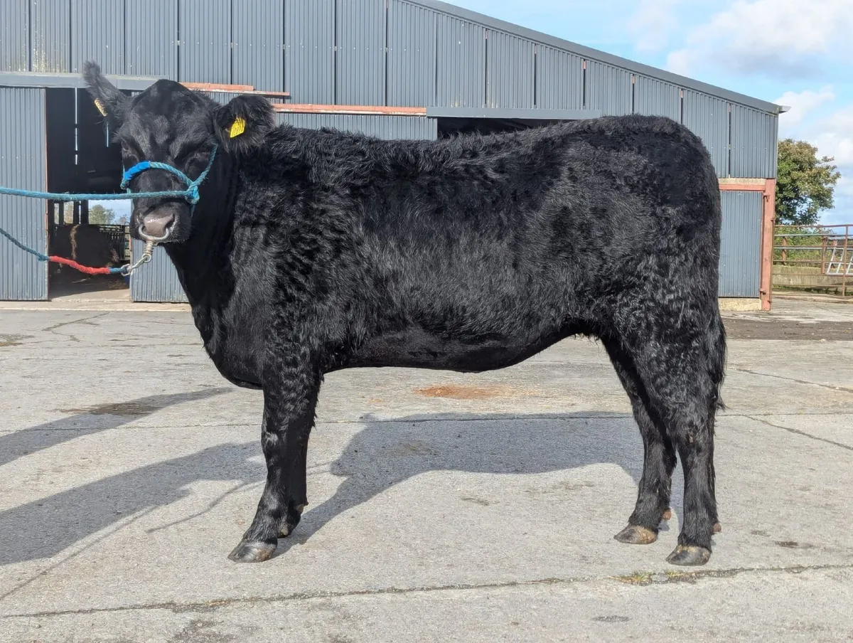 Smashing in calf heifer for sale at Centenary sale - Image 2