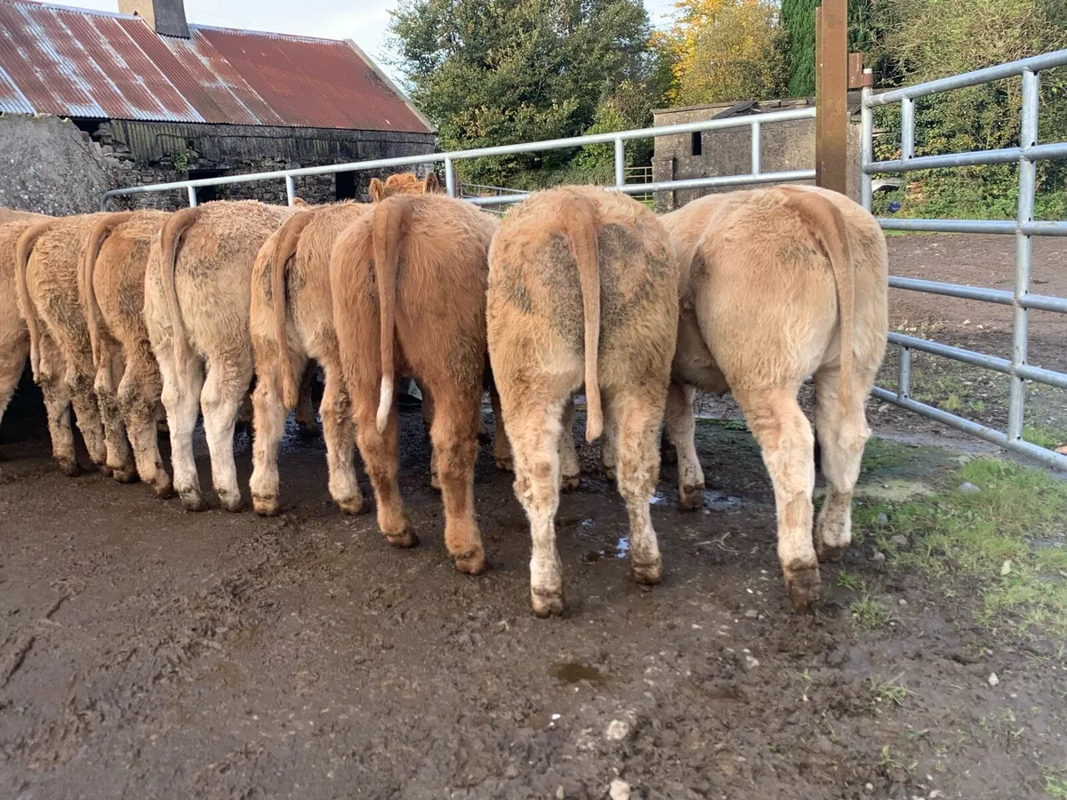35 super 380kg charlaois heifers - Image 2