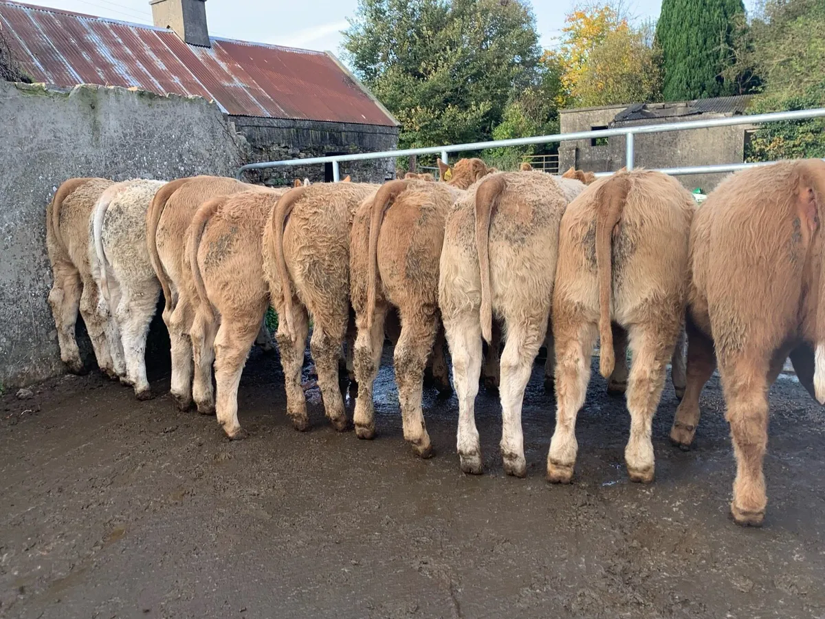 24 super 380kg charlaois heifers - Image 2
