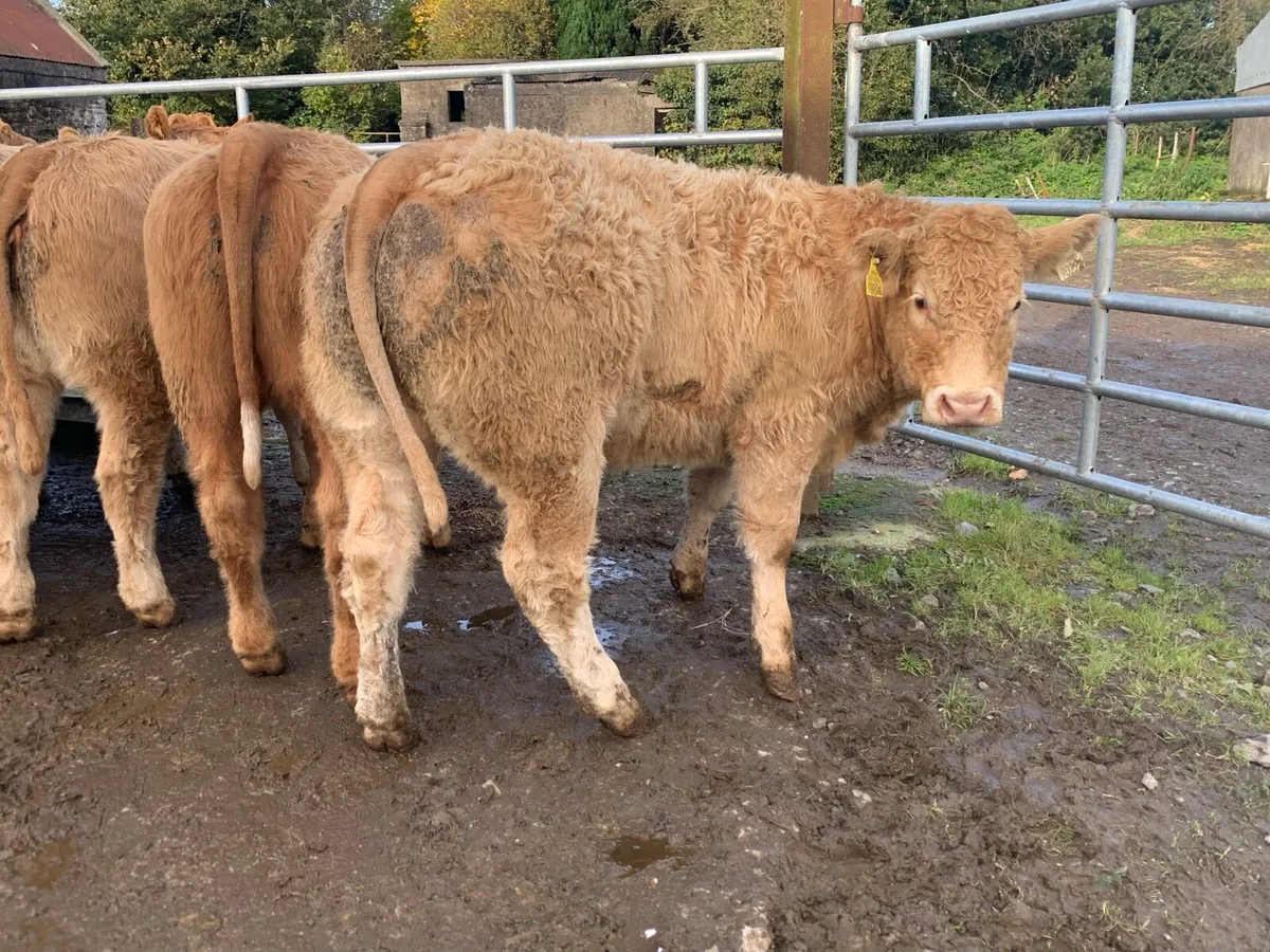 24 super 380kg charlaois heifers - Image 1