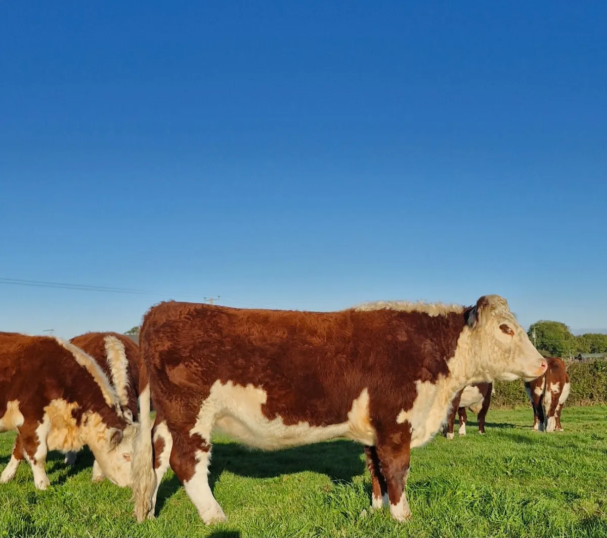 Pedigree Hereford Heifers and Bulls - Image 1