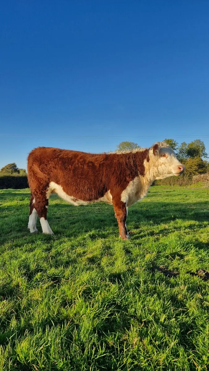 Pedigree Hereford Heifers and Bulls - Image 2